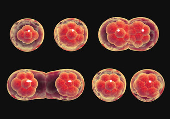Process division of cell
