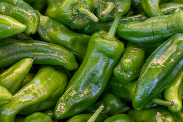 Fresh green peppers in the market. green peppers in bulk. ripe green peppers in a street market