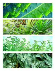 Horizontal banners with lush tropical foliage