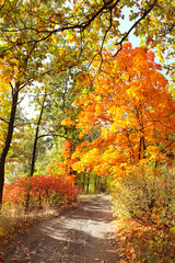 Naklejka na ściany i meble Road in autumn forest