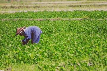 Asian farmer examining plant leaf fresh vegetables in organic farm