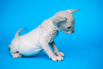 Sweet hairless kitten of Canadian Sphynx Cat breed playing on blue background.