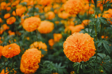 Orange marigold flowers in garden
