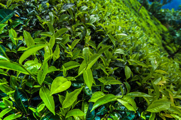 Fototapeta premium Fresh green tea plantation at Sri lanka