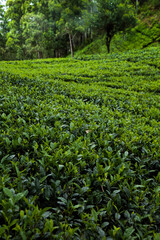 Fototapeta na wymiar Asia, Sri lanka. Beautiful fresh green tea plantation