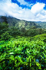 Fototapeta na wymiar Fresh green tea plantation at Sri lanka