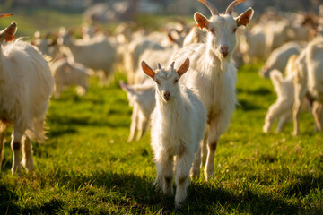 a herd of white goats grazing in the mountain meadow
