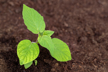Young physalis plant growing in soil in the hothouse