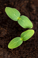 New green plants. Cucumber seedlings starting to grow in moist soil. Growing your own healthy food