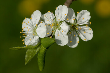 Three white flowers of a plum tree with leaves on a small branch