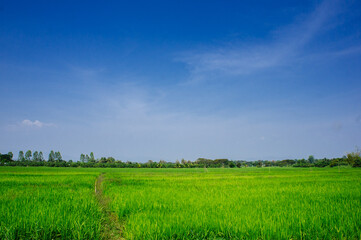 Obraz na płótnie Canvas Rice crop in the sunshine
