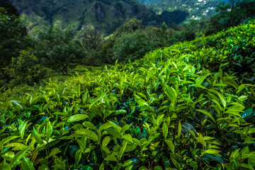 Fresh green tea plantation at Sri lanka