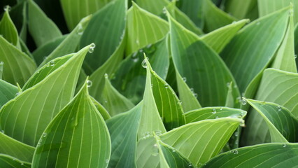 beautiful clear dew drops in the morning on hosta leaves 