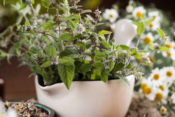 Natural remedy, mortar and herbs