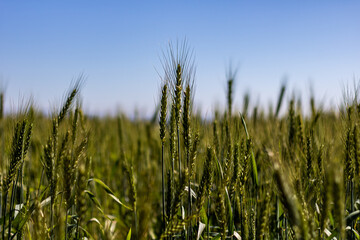 Obraz premium field of wheat