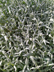 Alpine chickweed: felt bush, green flower bed close-up