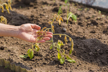 Young adult woman hand showing damaged unprotected tomato plant after cold morning, day or night in greenhouse. Weather change effect. Result of careless. Closeup.