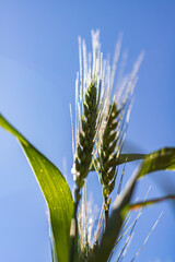 ears of wheat in field with blue sky