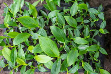 plantain seedlings are planted in the newly made banana greenhouse