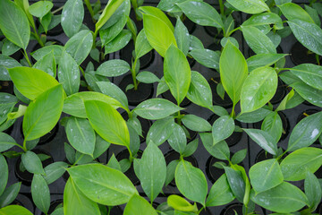 plantain seedlings are planted in the newly made banana greenhouse