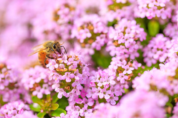 bee on pink flower