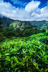 Fototapeta na wymiar Sri lanka, Asia, Beautiful fresh green tea plantation