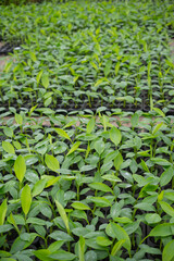 plantain seedlings are planted in the newly made banana greenhouse