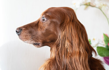 Portrait of a beautiful Irish setter