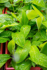 plantain seedlings are planted in the newly made banana greenhouse
