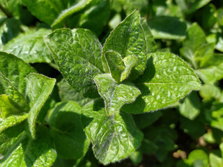 Young lemon balm bush, fresh petals of mint herb