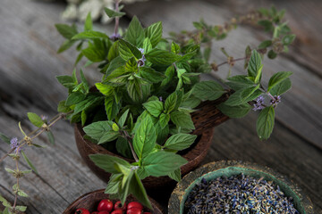 Fresh medicinal herbs on wooden background