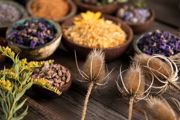 Fresh medicinal herbs on wooden background