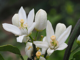 ミカンの花