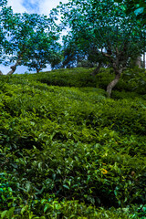 Fresh green tea plantation at Sri lanka