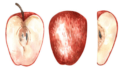 Hand drawn watercolor apple. Suitable for postcards and packaging