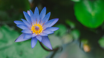 White water lily on blue