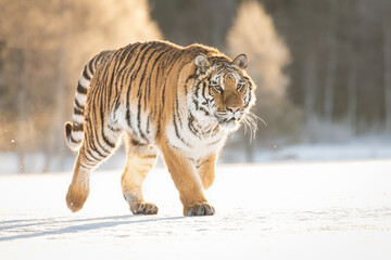 A beautiful Siberian Tiger on a winter day and amazing warm light. The breath coming out of his mouth, soft tones and everything covered in snow. Endangered mammal which needs our protection.