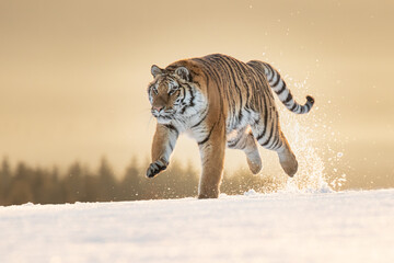 Fototapeta na wymiar A beautiful Siberian Tiger on a winter day and amazing warm light. The breath coming out of his mouth, soft tones and everything covered in snow. Endangered mammal which needs our protection.
