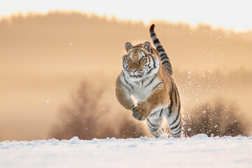 A beautiful Siberian Tiger on a winter day and amazing warm light. The breath coming out of his...