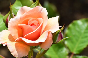 rose