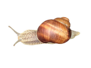 Snail with horns and brown spiral shell looking forward top flat view isolated on white