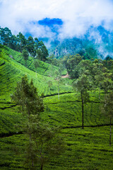 Fresh green tea plantation at Sri lanka.