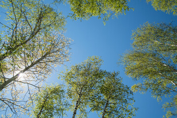 Spring forest, view up. Sun through the foliage, natural background.