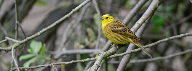 Goldammer // Yellowhammer (Emberiza citrinella)