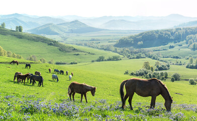 Fototapeta na wymiar Morning rural landscape, horses graze in a spring meadow