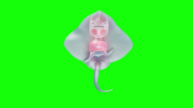 3d looping animation rendering of a cute baby stingray, isolated on the green screen background.