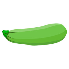 zucchini green illustration vector isolated on white background.