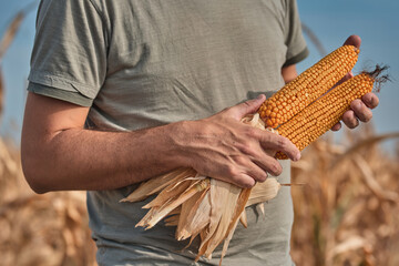 Farmer holding harvested corn on the cob in agricultural field