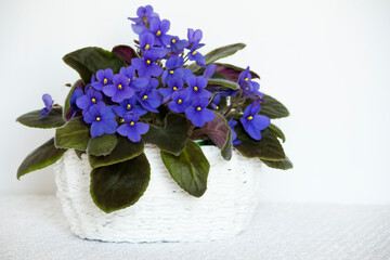 Potted African violet on a white table background