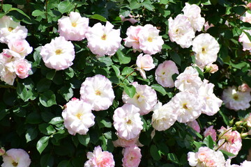 Fototapeta premium rose
